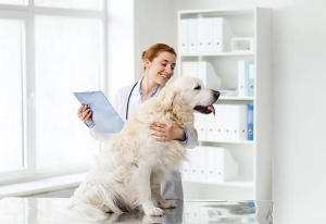 Europe Animal Healthcare Market Driven by Rising Awareness on Pet Healthcare 